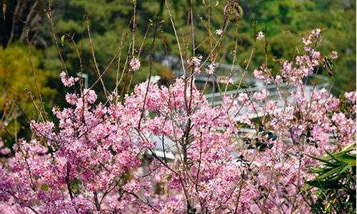 厦门狐尾山公园樱花谷_厦门狐尾山公园樱花谷进入樱花季